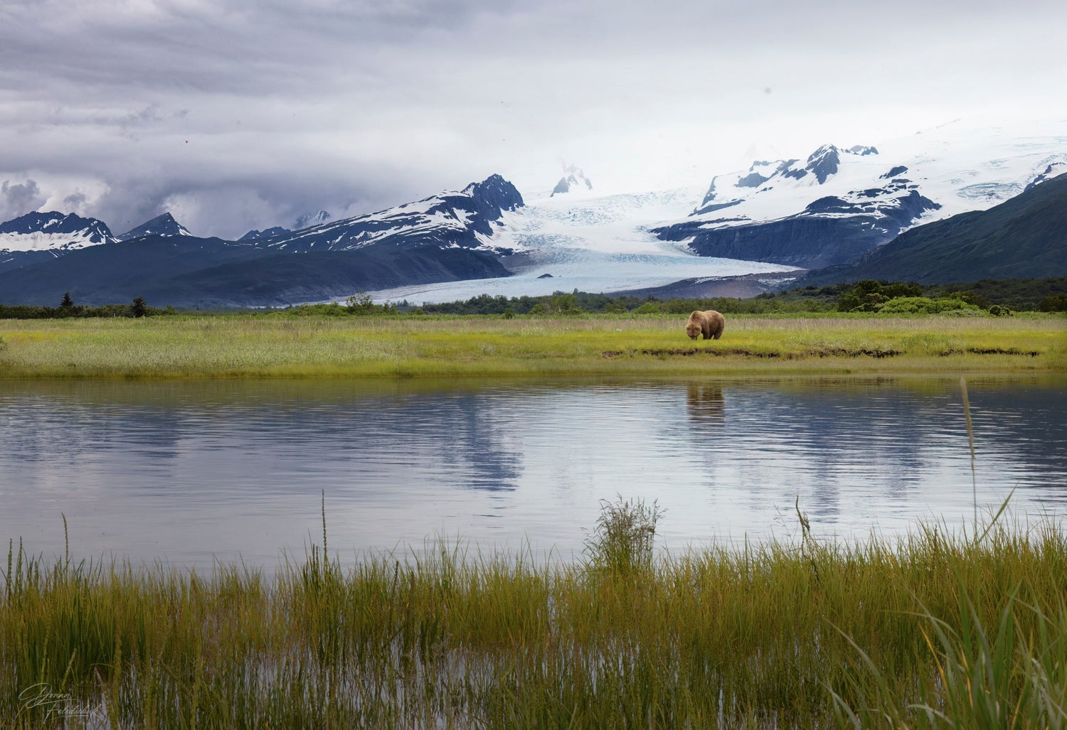 When Wildlife Becomes a Policy Decision