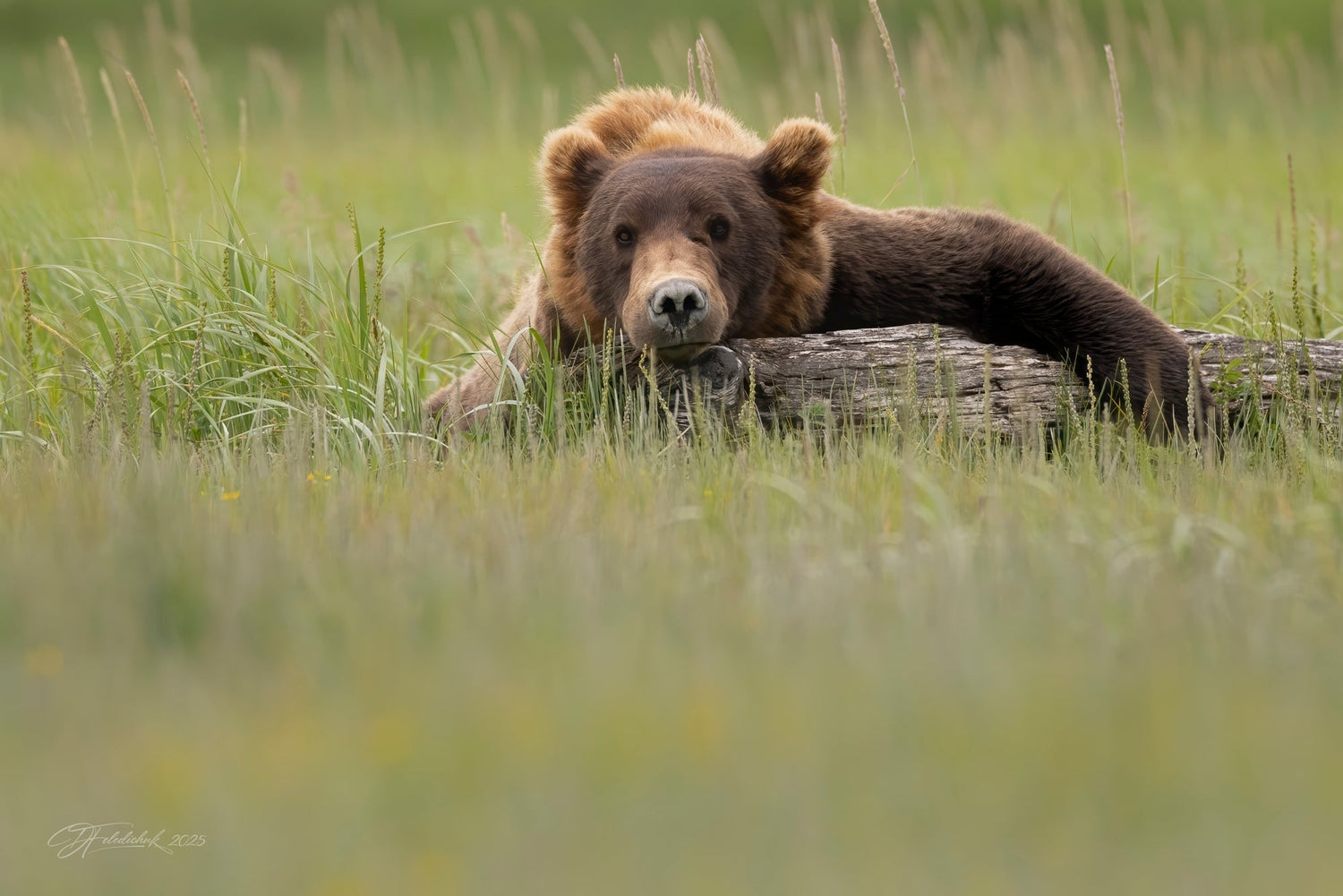 Bear sleeping on a log