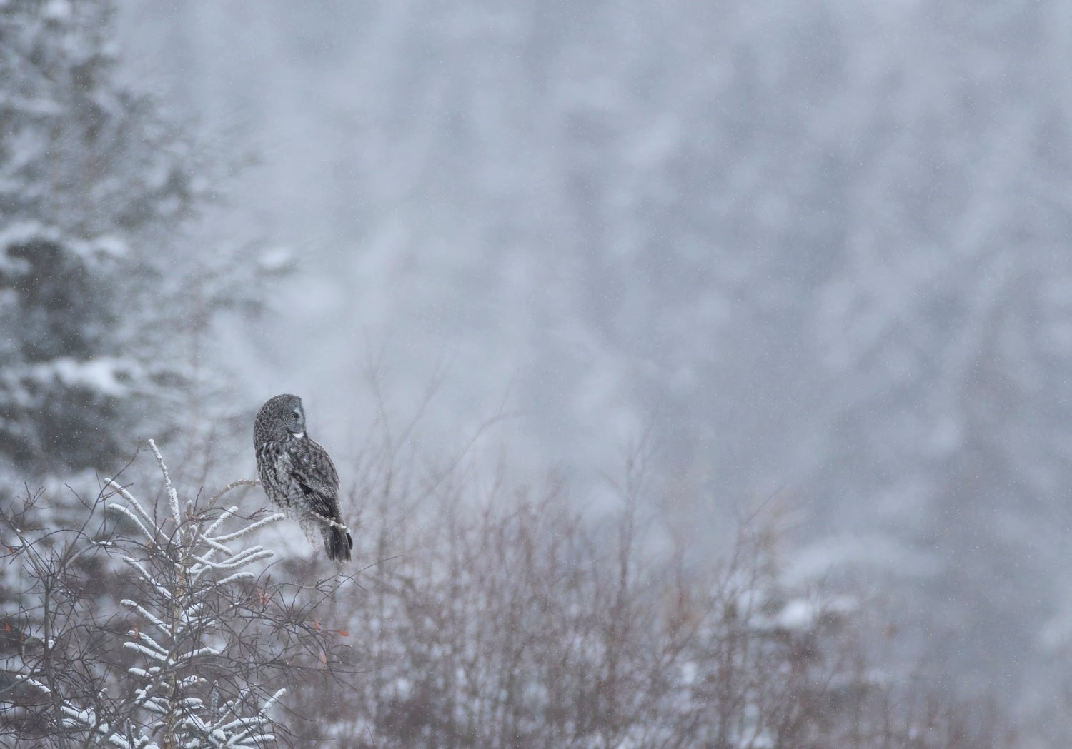 Great gray owl in a slient winter scene