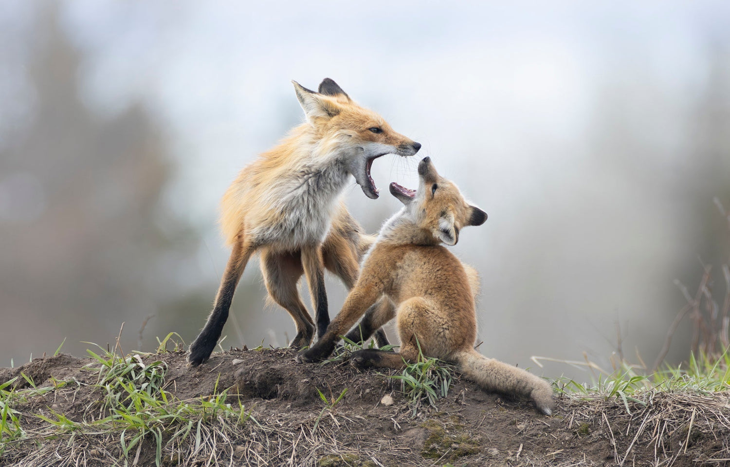 fox parent and kit playing