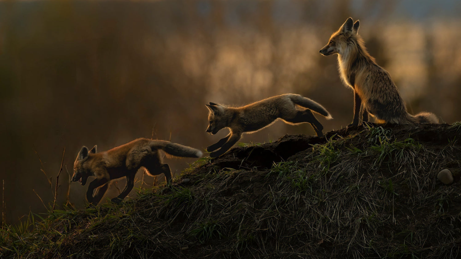 Fox kits and parent at dusk