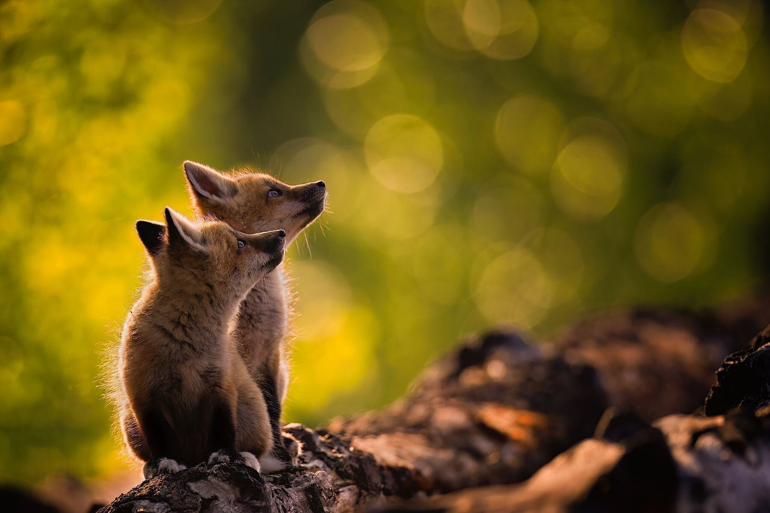 Making an award winning shot - Donna Feledichuk Wildlife Photography
