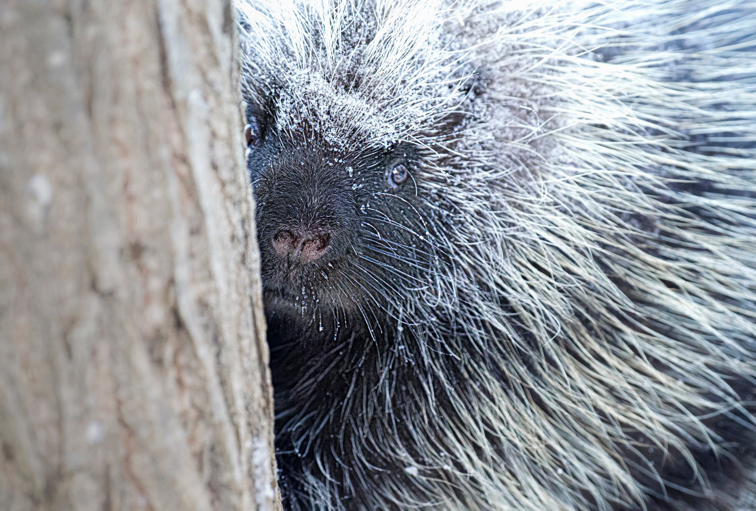 A porcupine in winter poking out from around a tree