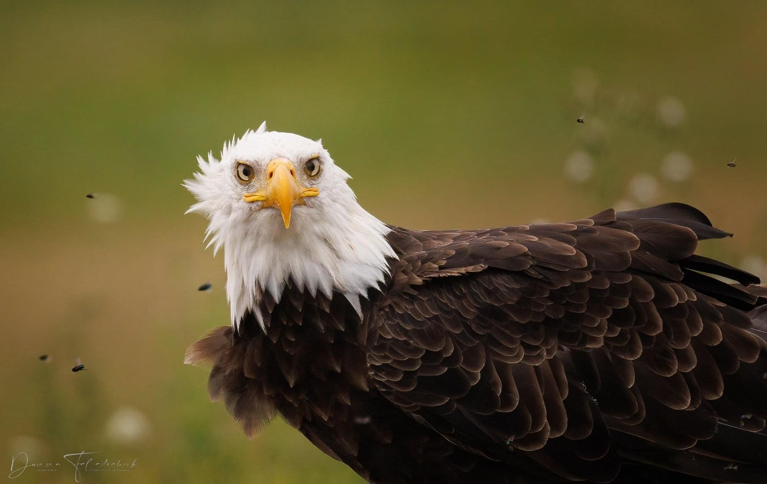 A bald eagle swarmed by flies as it stands on top a carcass