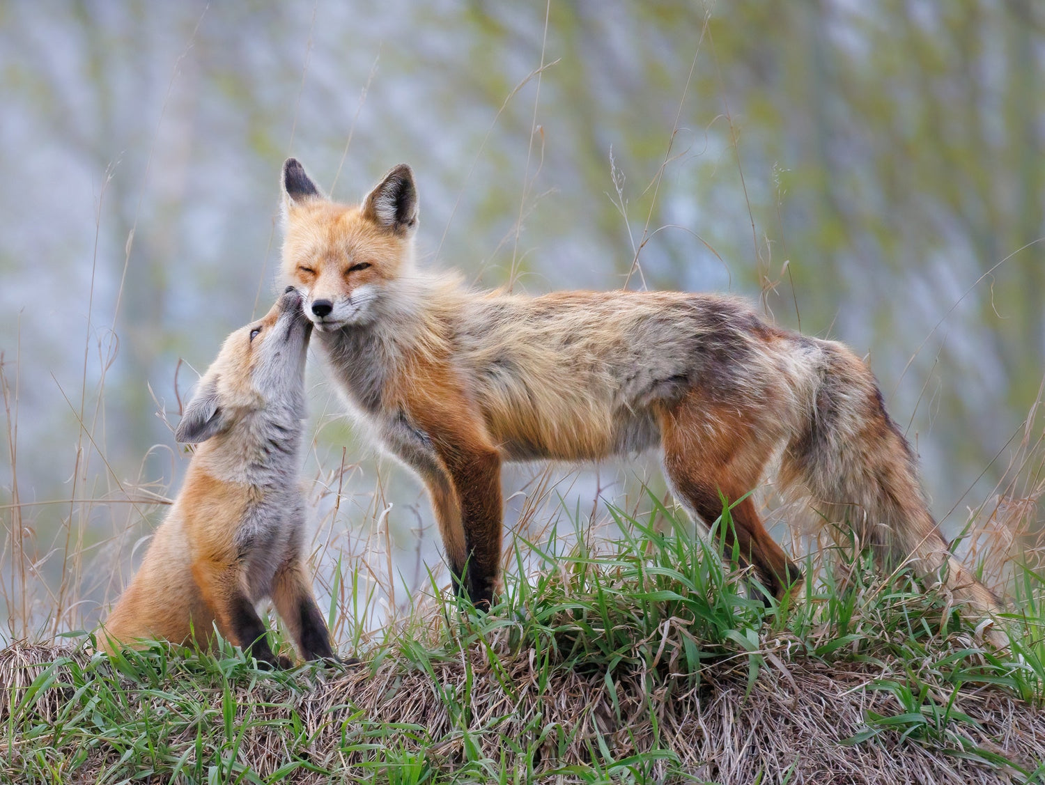 A fox kit nuzzles its mother