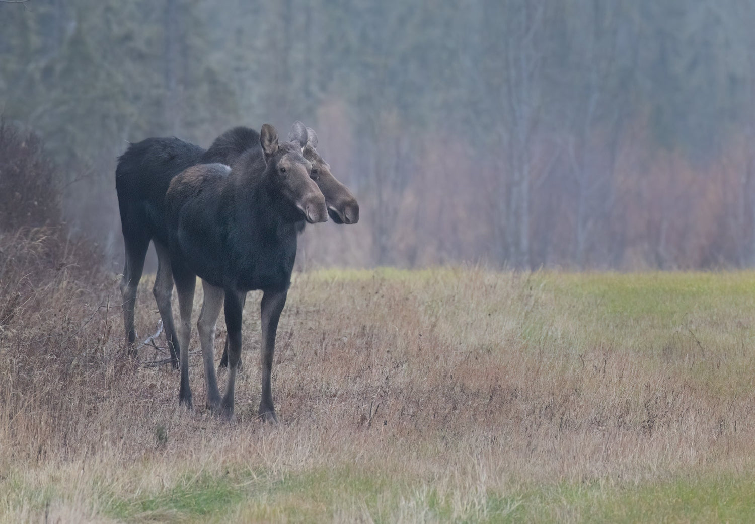 You Are Never Too Old: Embracing Wildlife Photography at Any Age