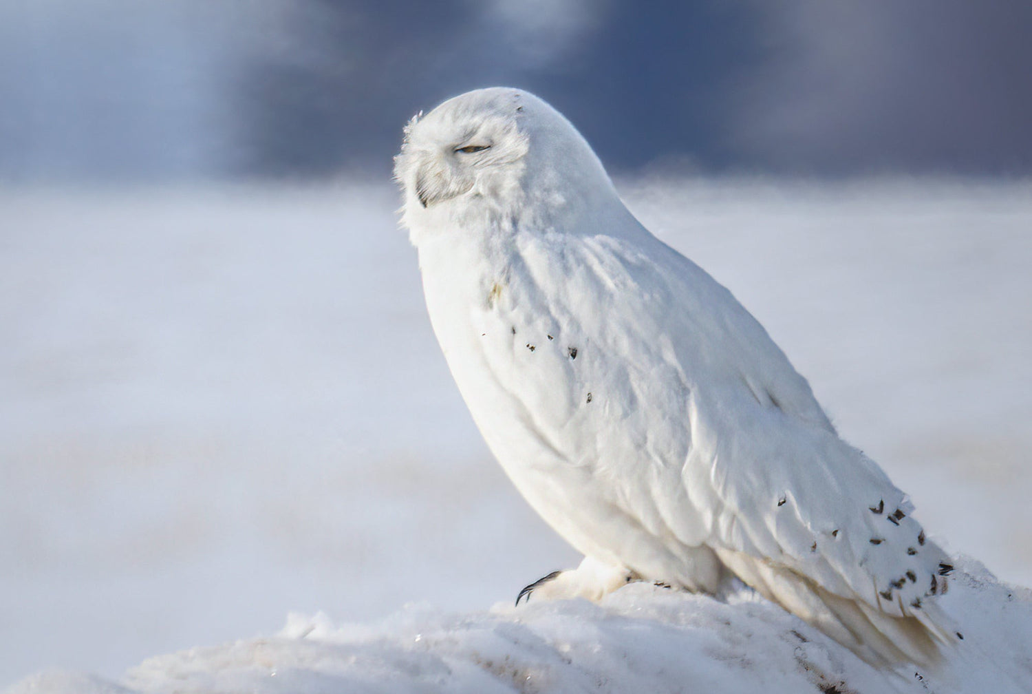 A snowy owl on a winter's day basking in the heat of the sun