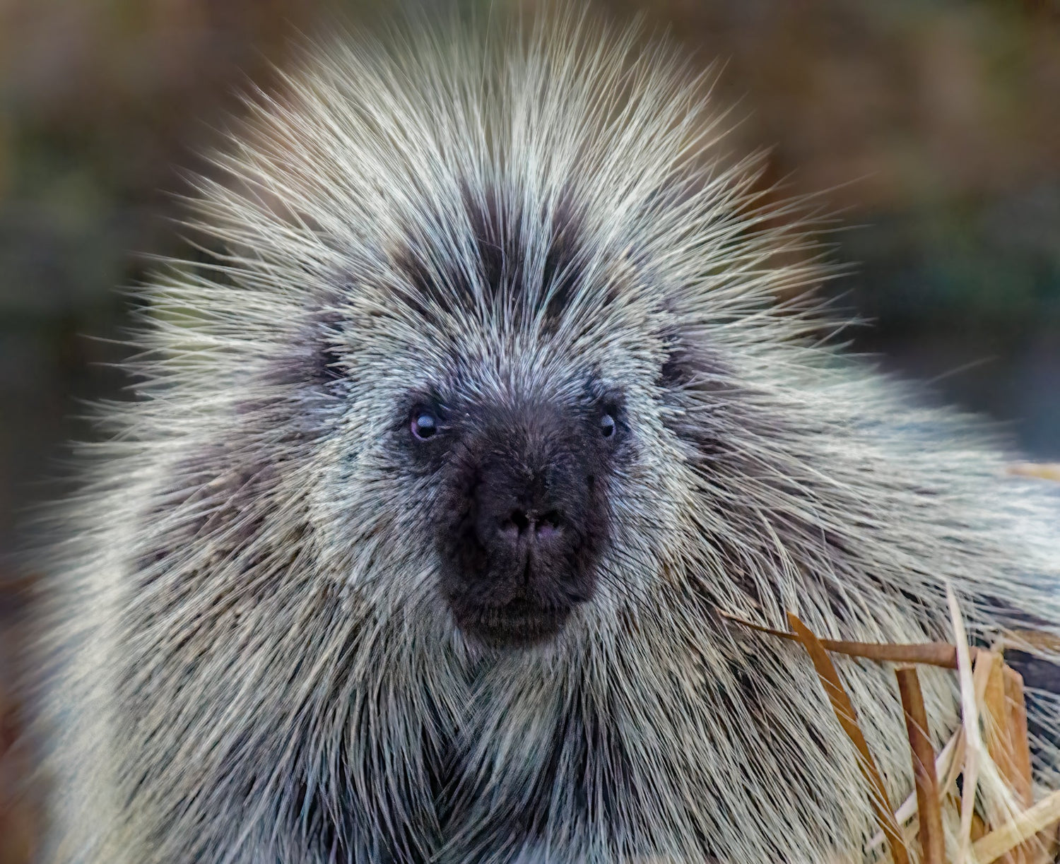 Porcupine Tails or Tales?