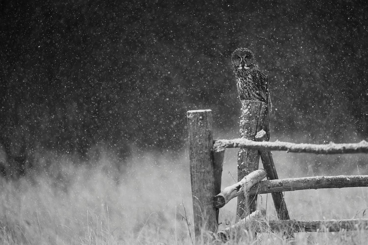 Sentinel of the Storm a great gray owl in a winter storm