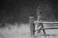 Sentinel of the Storm a great gray owl in a winter storm