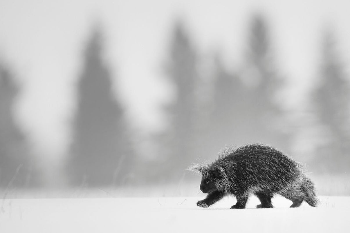 A Winter's Walk porcupine in winter