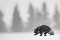 A Winter's Walk porcupine in winter