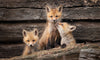 2025 Spring Fox Kits Day Tour - Donna Feledichuk Wildlife Photography