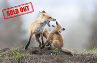 2027 Spring Fox Kits Day Photography Tour