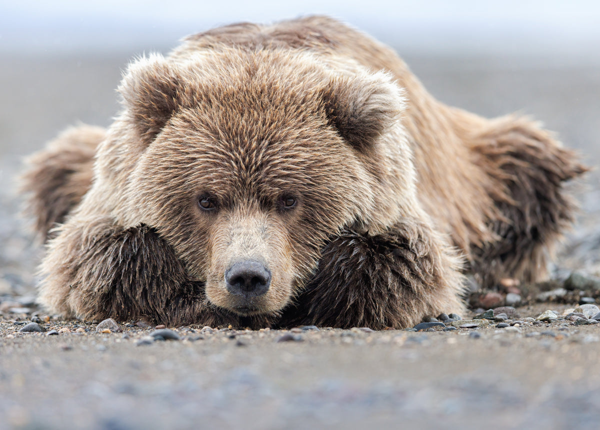 A coastal brown bear cub lying on the beach