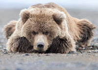 A coastal brown bear cub lying on the beach