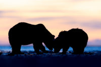 Silhouetted grizzly bears standing on a beach at sunset, with a soft pink and orange sky behind them.