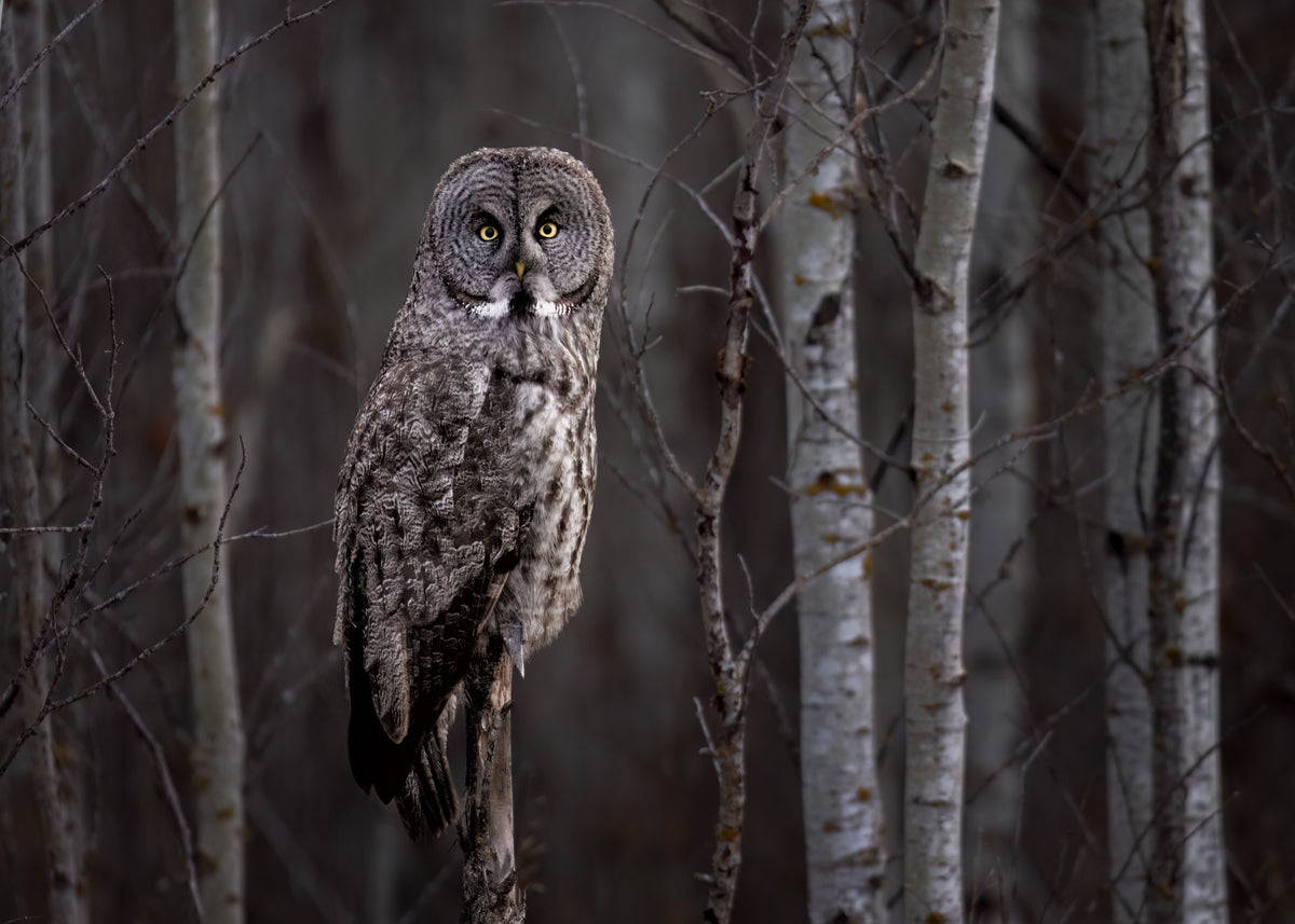 A great gray owl peering out from the forest