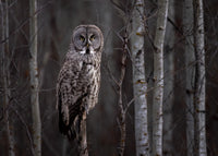 A great gray owl peering out from the forest