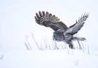 Above the Snow - Image for Licensing