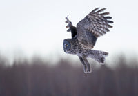 The Winter Hunter - Image for Licensing