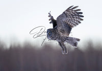 The Winter Hunter - Image for Licensing
