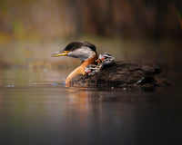 2027 Wildlife by Kayak Evening Tour