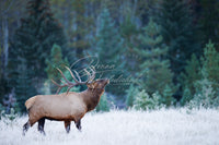 King of the Meadow - Image for Licensing