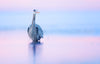 2025 Migratory Shorebirds Day Tour - Donna Feledichuk Wildlife Photography