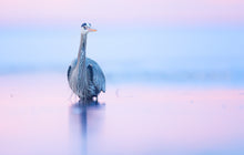 Load image into Gallery viewer, 2025 Migratory Shorebirds Day Tour
