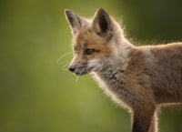 Curiosity - Image for Licensing
