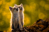 Look Way Up 5" x 7" Fine Art Wildlife Photography Greeting Card