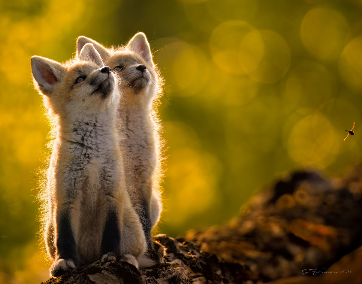 Capturing the Light Weekend Workshop - Donna Feledichuk Wildlife Photography