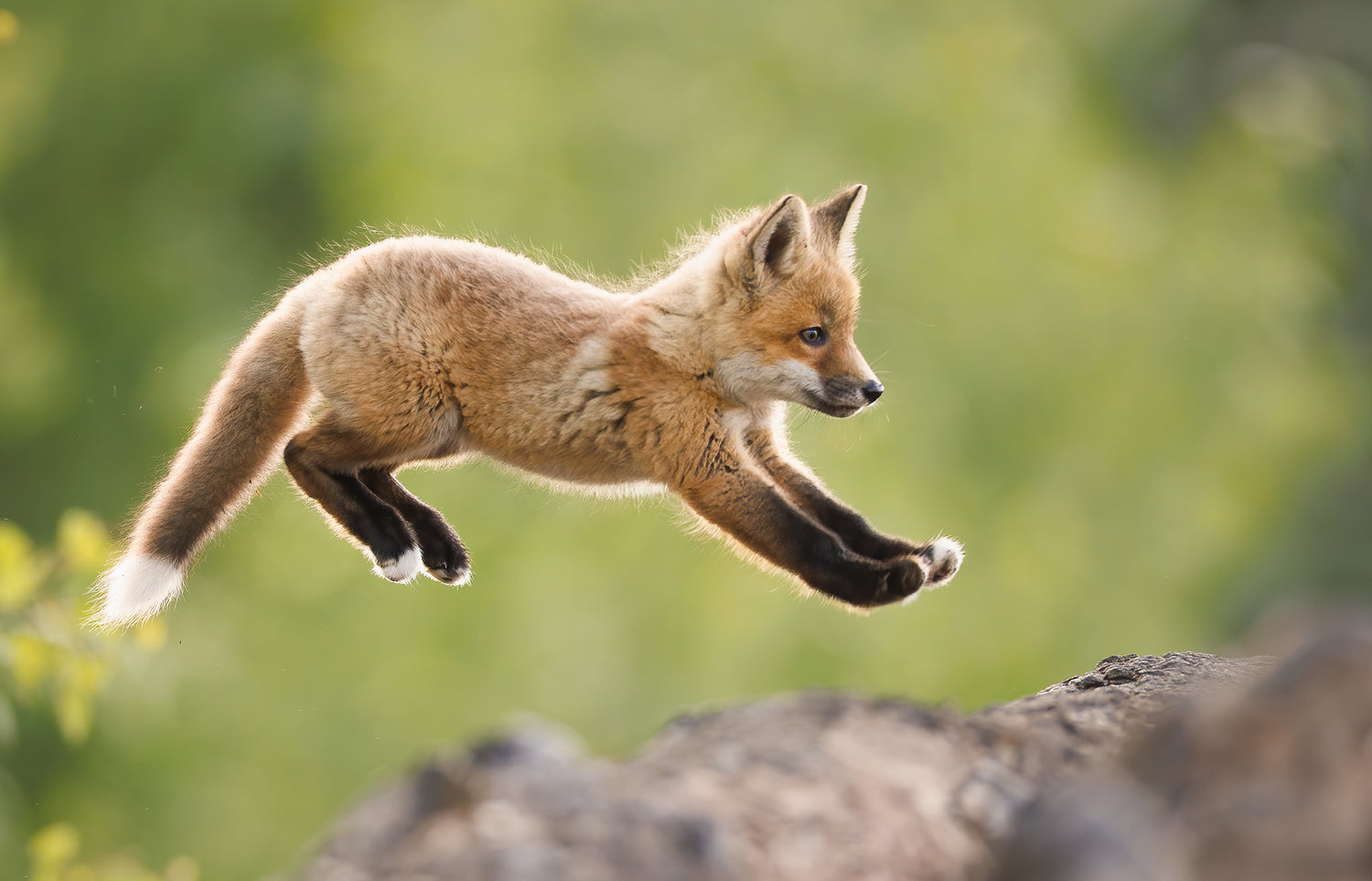 Award winning red fox photo. Join my foxes in spring wildlife photography workshop for opportunities to photograph foxes.