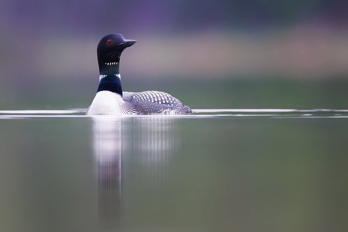 A loon floating on calm water, shown in profile with its reflection visible below. The bird has a dark head and neck, a white body, and speckled gray wings, set against a soft blurred natural background.