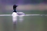 A loon floating on calm water, shown in profile with its reflection visible below. The bird has a dark head and neck, a white body, and speckled gray wings, set against a soft blurred natural background.