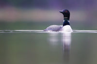 A common loon on. calm lake in early morning