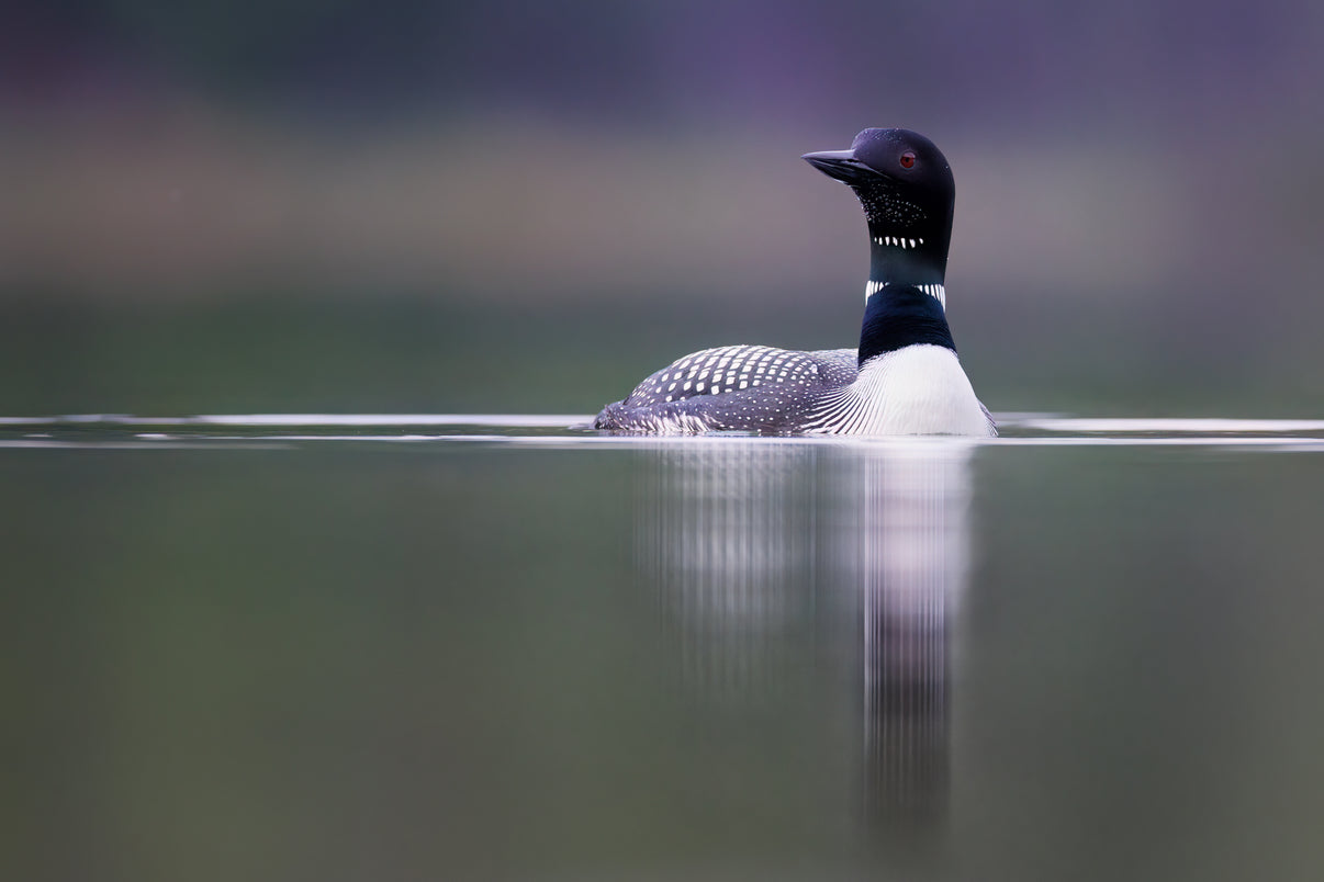 Morning Serenity 8" x 12" fine art matted print - Donna Feledichuk Wildlife Photography