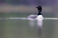 Stillness Reflected 5" x 7" Fine Art Wildlife Photography Greeting Card (Copy)