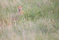 Coyote Pup - Image for Licensing