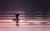 2026 Wildlife by Kayak Evening Tour