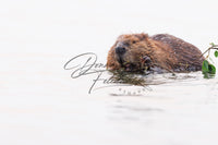 Munch Time - Image for Licensing