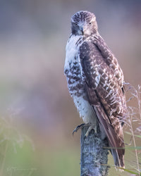 Hawkeye 8" x 10" fine art matted print - Donna Feledichuk Wildlife Photography