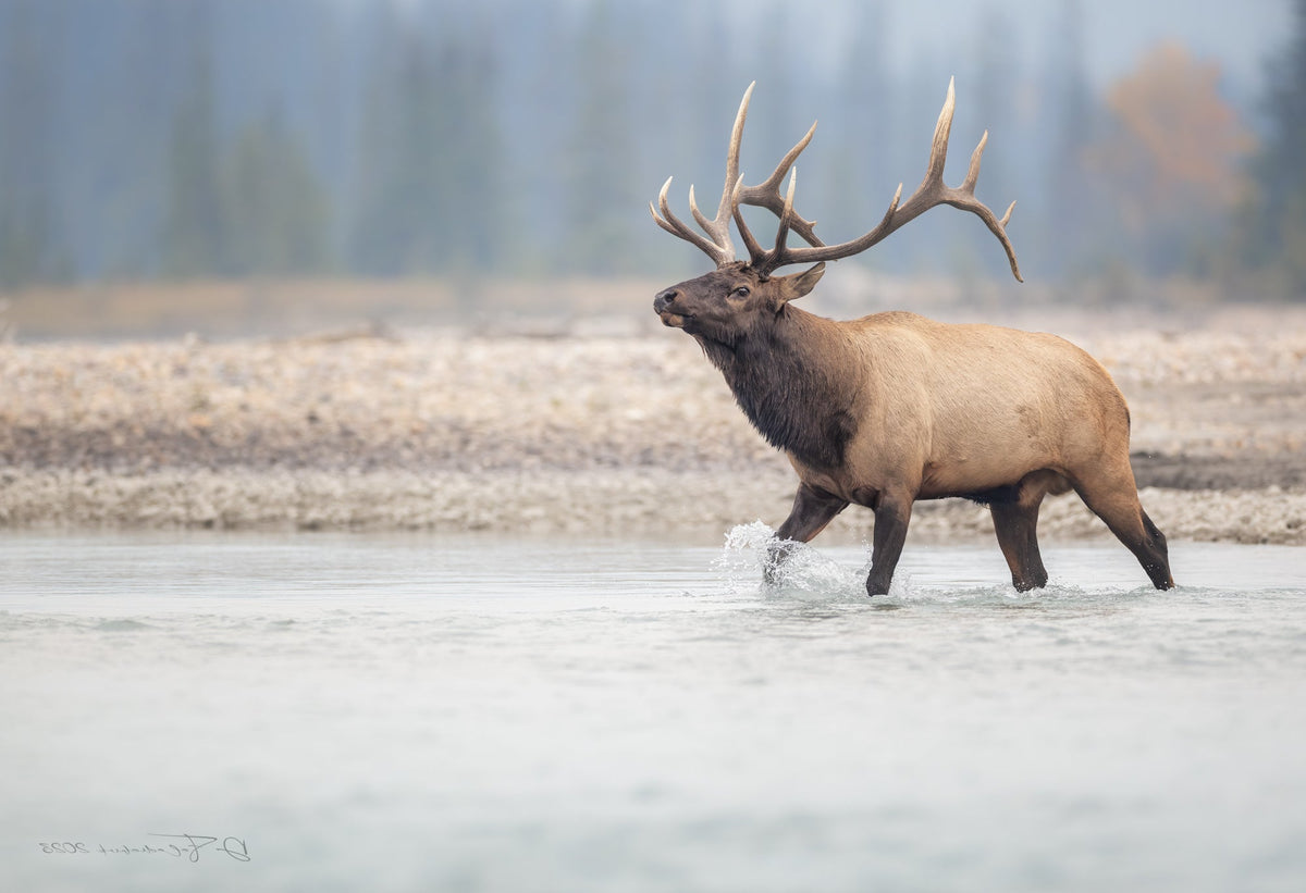 A bull elk crosses a river with the forest muted in the background