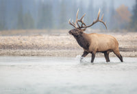 A bull elk crosses a river with the forest muted in the background