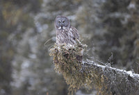 A Winter's Perch - Image for Licensing