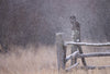 2025 Great Gray Owl Weekend Tour - Donna Feledichuk Wildlife Photography