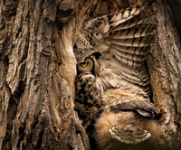 Monthly Wildlife Supporter