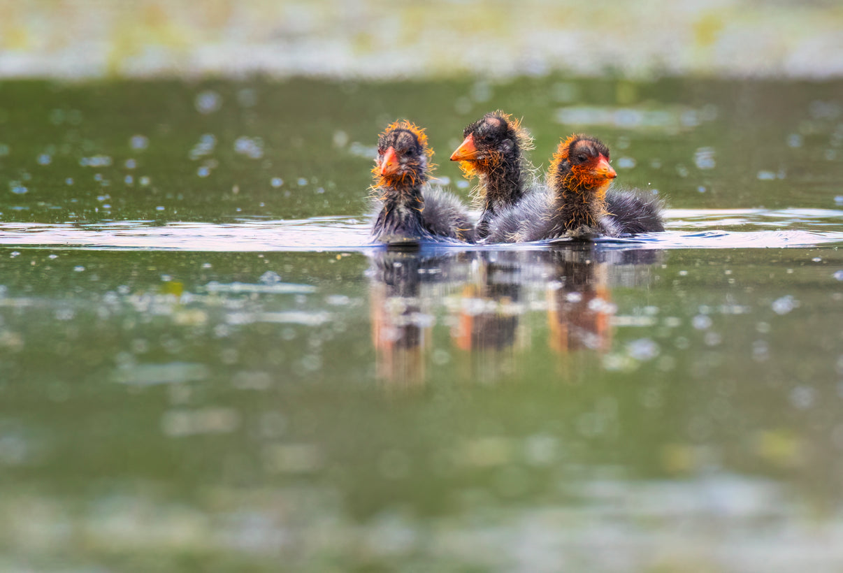 2026 Wildlife by Kayak Evening Tour - Donna Feledichuk Wildlife Photography