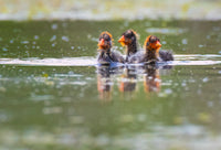 2026 Wildlife by Kayak Evening Tour - Donna Feledichuk Wildlife Photography